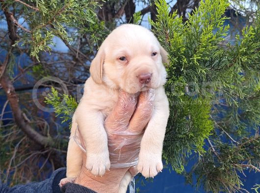 Mavi̇ Göz Şampanya Renk Labrador Yavrular görsel