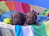 Kizil Renk Orji̇nal Cavapoo Yavrular