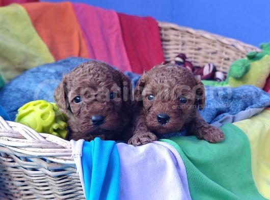 Kizil Renk Orji̇nal Cavapoo Yavrular görsel