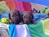 Kizil Renk Orji̇nal Cavapoo Yavrular