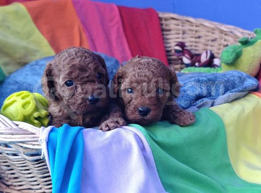 Kizil Renk Orji̇nal Cavapoo Yavrular görsel