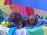 Kizil Renk Orji̇nal Cavapoo Yavrular