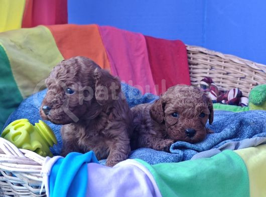 Kizil Renk Orji̇nal Cavapoo Yavrular görsel