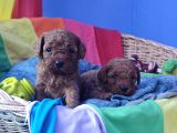 Kizil Renk Orji̇nal Cavapoo Yavrular