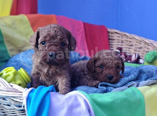 Kizil Renk Orji̇nal Cavapoo Yavrular görsel