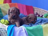 Kizil Renk Orji̇nal Cavapoo Yavrular