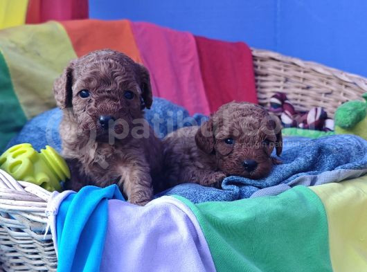Kizil Renk Orji̇nal Cavapoo Yavrular görsel