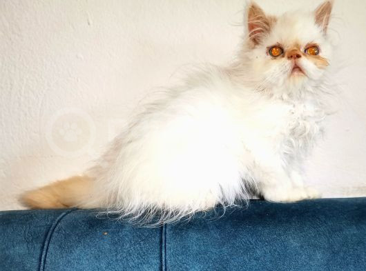 Egzotik Long Hair Dişi