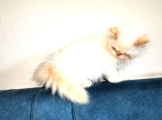 Egzotik Long Hair Dişi görsel