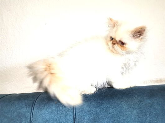 Egzotik Long Hair Dişi görsel