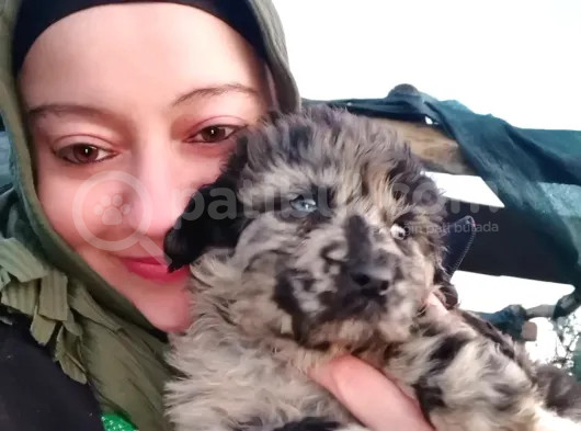 Fos Tüylu Bernedodlarımız görsel