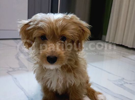 Li̇a - 3Bucuk Aylık Dişi Malti̇poo  görsel