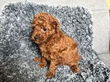 Mini Boy Toy Poodle