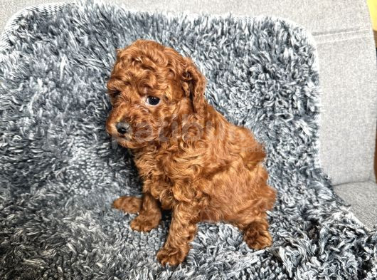 Mini Boy Toy Poodle görsel