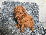 Mini boy TOY POODLE