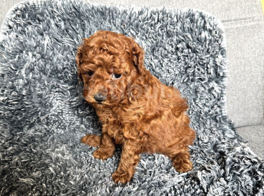 Mini Boy Toy Poodle