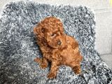 Mini Boy Toy Poodle