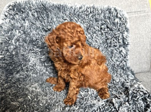 Mini Boy Toy Poodle görsel