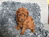 Mini Boy Toy Poodle