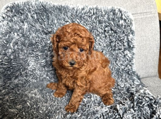 Mini Boy Toy Poodle görsel