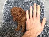 Mini Boy Toy Poodle