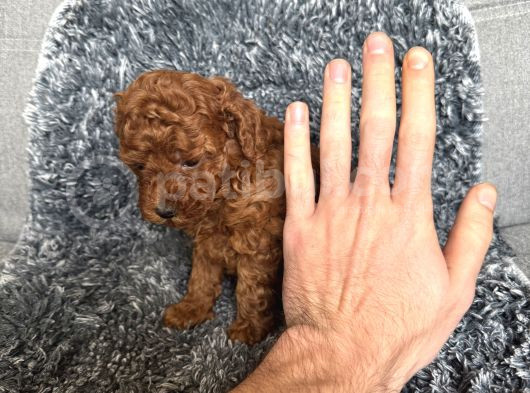 Mini Boy Toy Poodle görsel