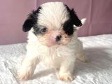 teacup mavi göz shihtzu kızım