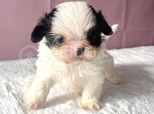 Teacup Mavi Göz Shihtzu Kızım
