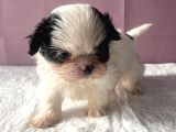 Teacup Mavi Göz Shihtzu Kızım