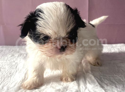 Teacup Mavi Göz Shihtzu Kızım görsel