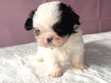 Teacup Mavi Göz Shihtzu Kızım