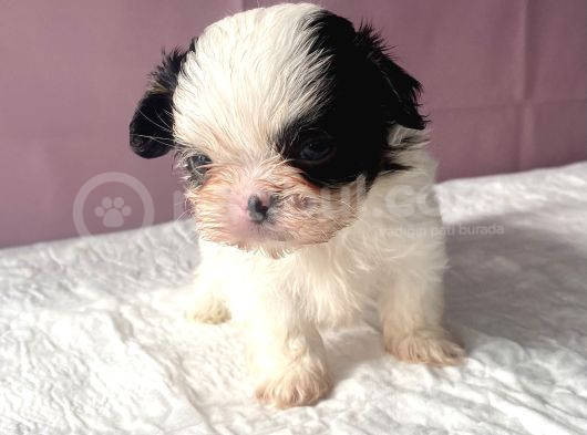 Teacup Mavi Göz Shihtzu Kızım görsel