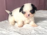 Teacup Mavi Göz Shihtzu Kızım