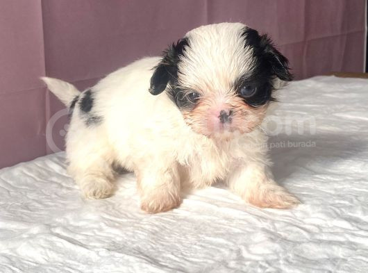Teacup Mavi Göz Shihtzu Kızım görsel