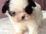 Teacup Mavi Göz Shihtzu Kızım