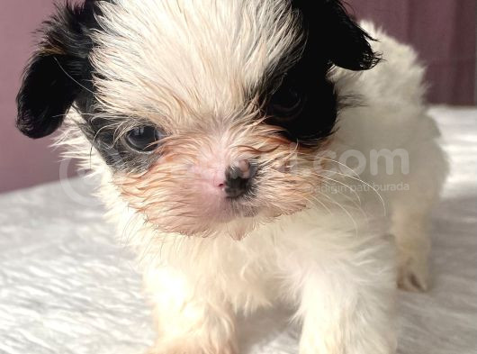 Teacup Mavi Göz Shihtzu Kızım görsel