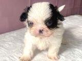 Teacup Mavi Göz Shihtzu Kızım