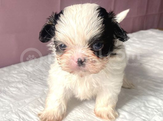 Teacup Mavi Göz Shihtzu Kızım görsel