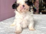 Teacup Mavi Göz Shihtzu Kızım