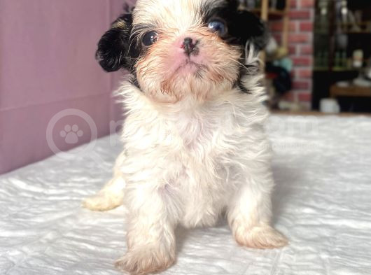 Teacup Mavi Göz Shihtzu Kızım görsel