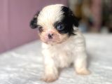 Teacup Mavi Göz Shihtzu Kızım