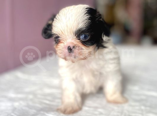 Teacup Mavi Göz Shihtzu Kızım görsel