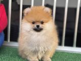 Orange Teddy Bear Face Pomerani̇an Boo