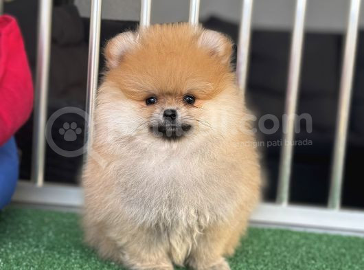 Orange Teddy Bear Face Pomerani̇an Boo görsel