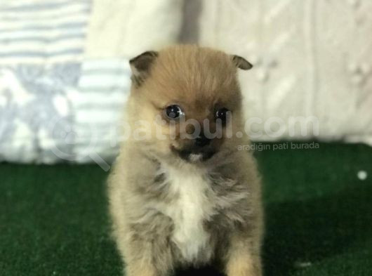 Mi̇kro Boy Pomerani̇an Spi̇tz Erkek Yavru