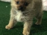 Mi̇kro Boy Pomerani̇an Spi̇tz Erkek Yavru