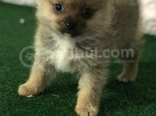 Mi̇kro Boy Pomerani̇an Spi̇tz Erkek Yavru görsel