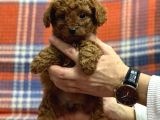 Kıpkırmızı Red tooy poodle sevimli yavrular