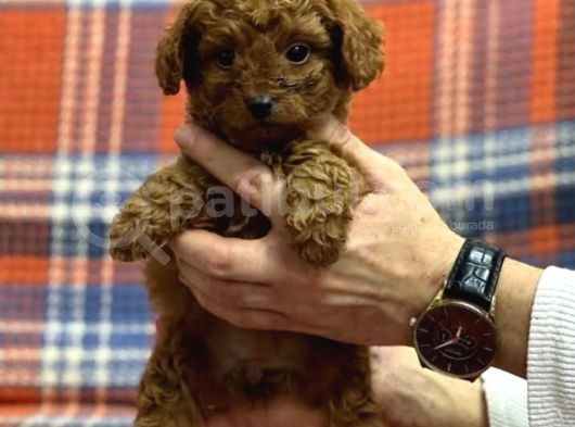 Kıpkırmızı Red Tooy Poodle Sevimli Yavrular