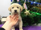 Baby Face Golden